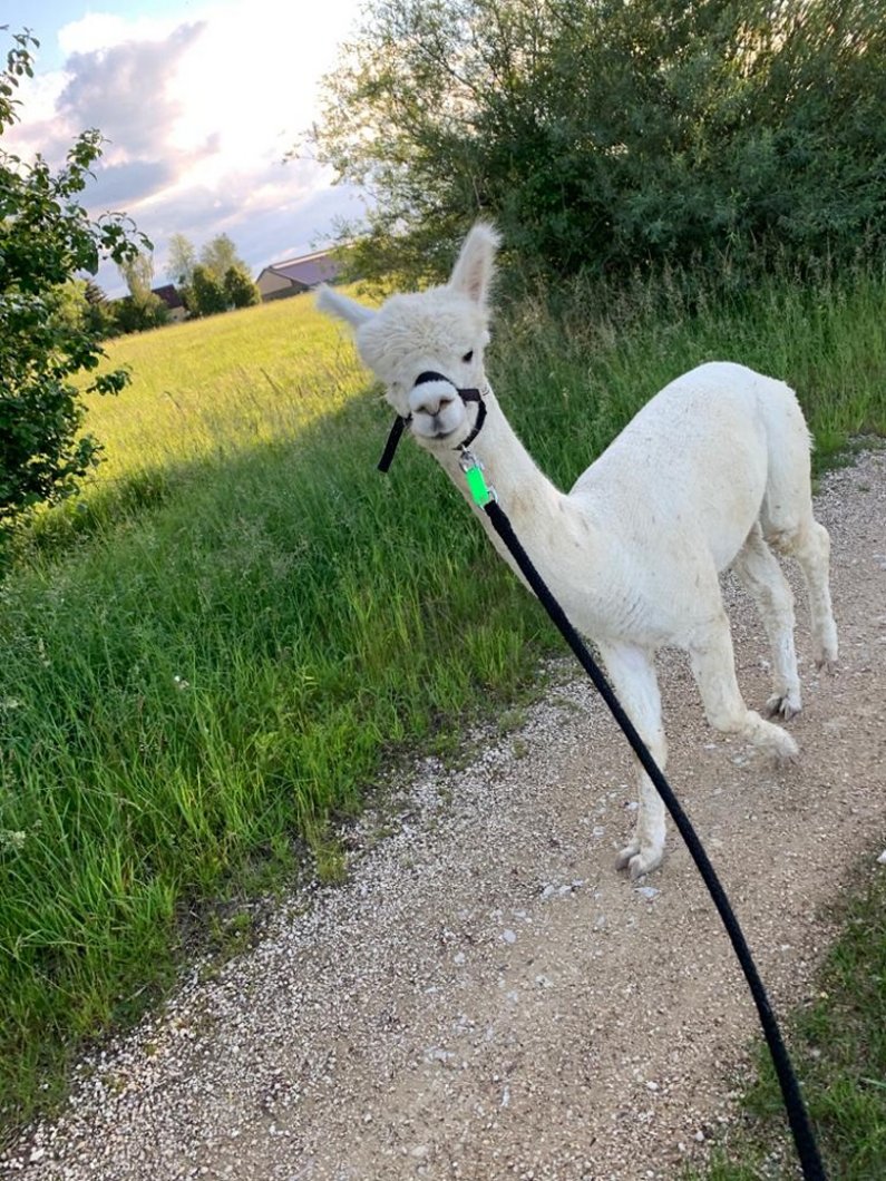 Ein weißes Alpaka an der Leine bei einer geführten Wanderung